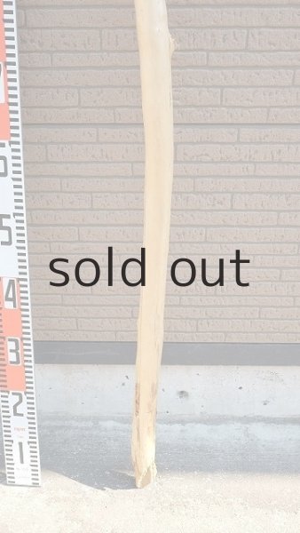 画像6: 棒流木・長尺 (6)