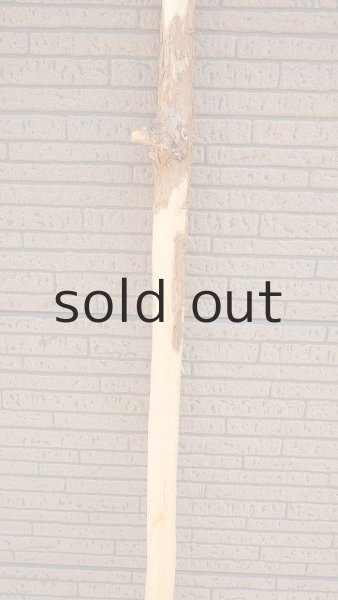 画像3: 棒流木・長尺 (3)