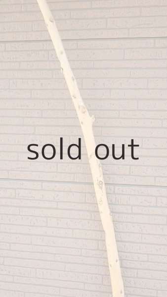 画像4: 棒流木・長尺 (4)