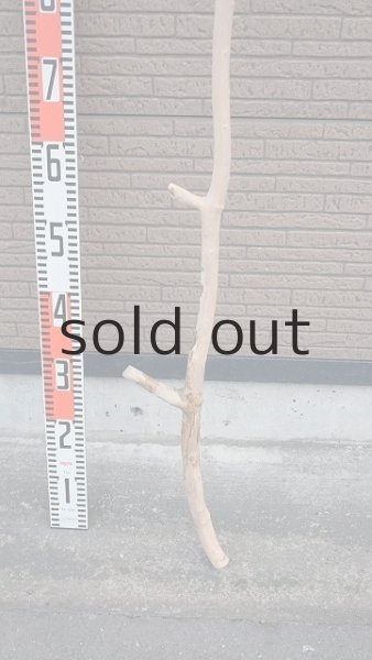 画像6: 幹流木・長尺 (6)