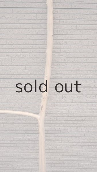 画像3: 幹流木・長尺 (3)