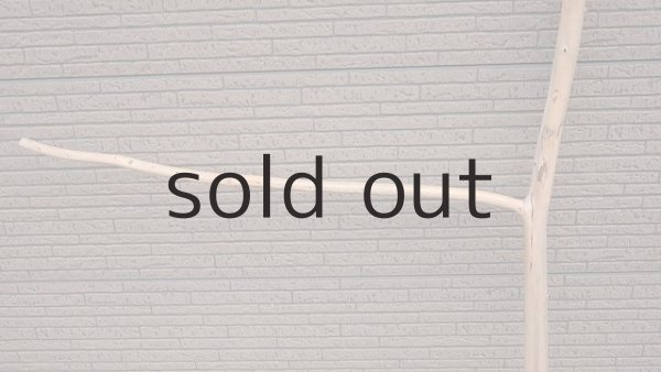 画像5: 幹流木・長尺 (5)