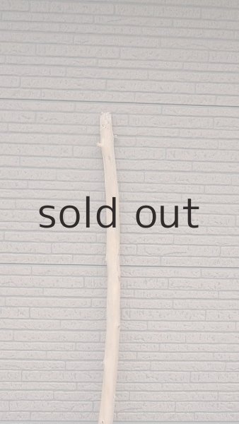 画像4: 幹流木・長尺 (4)