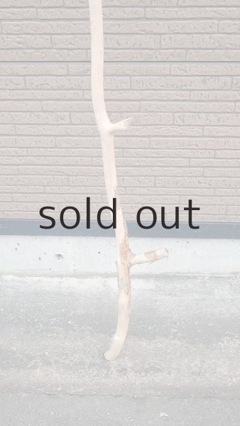 画像2: 幹流木・長尺 (2)