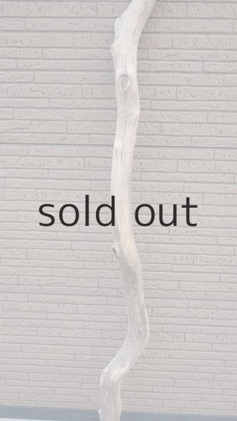 画像3: 幹流木・長尺 (3)