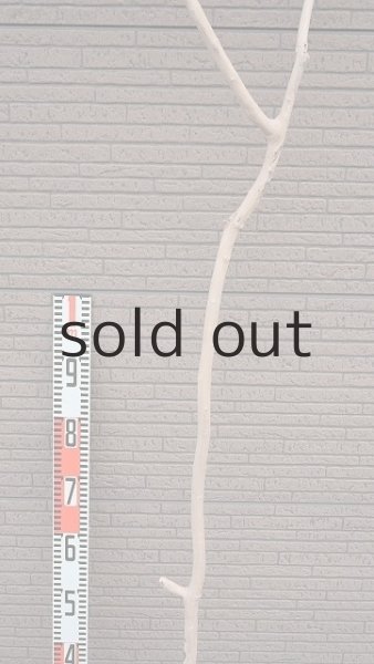 画像7: 幹流木・長尺 (7)