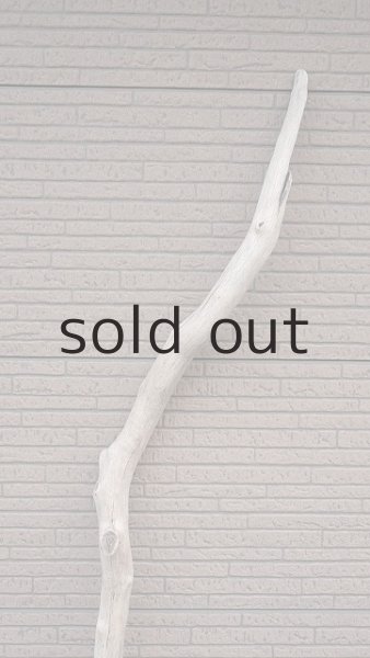 画像4: 幹流木・長尺 (4)