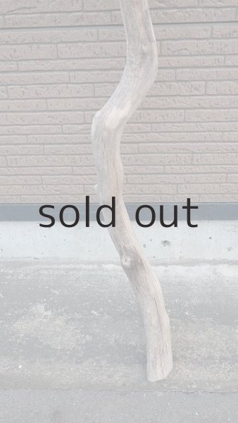 画像2: 幹流木・長尺 (2)