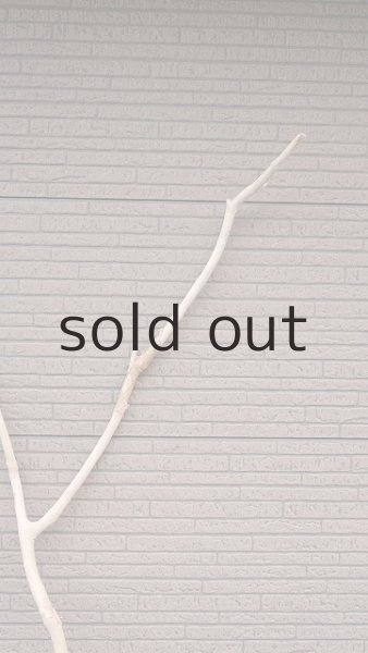 画像5: 幹流木・長尺 (5)