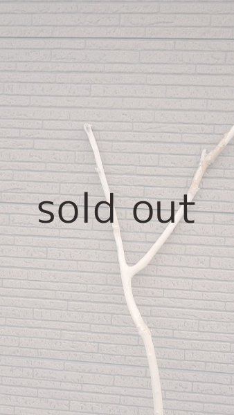 画像4: 幹流木・長尺 (4)