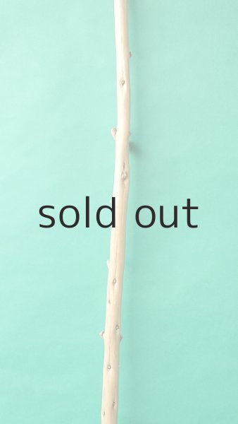 画像3: 棒流木 (3)