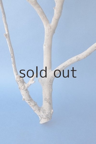 画像2: 小枝流木 (2)