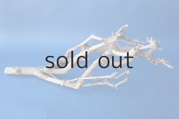 画像5: 小枝流木 (5)