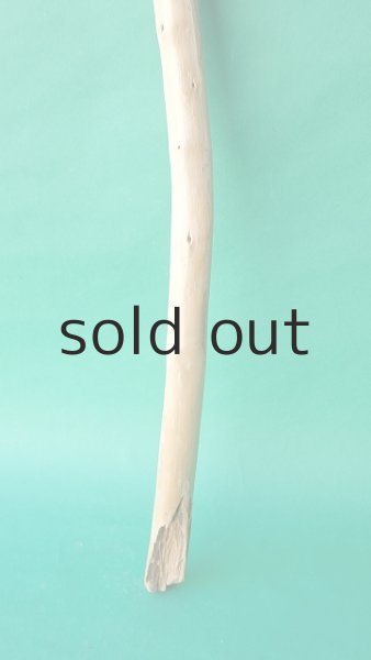 画像2: 棒流木 (2)