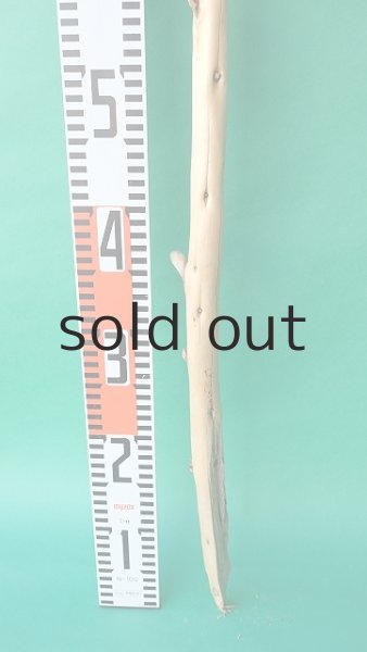 画像5: 棒流木 (5)