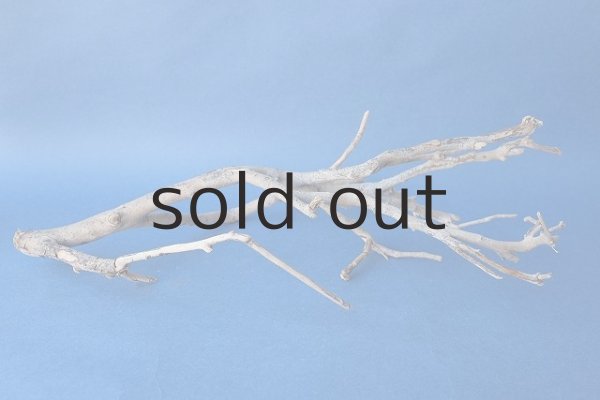 画像5: 小枝流木 (5)