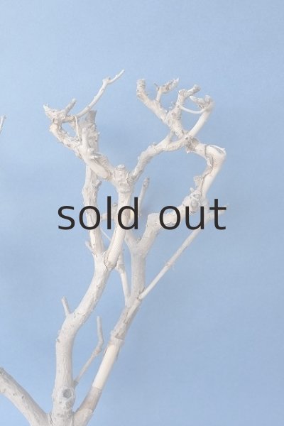 画像4: 小枝流木 (4)