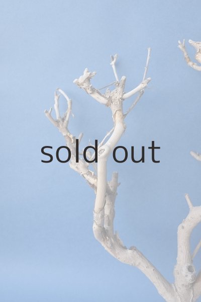 画像3: 小枝流木 (3)