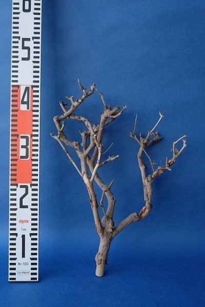画像3: 小枝流木