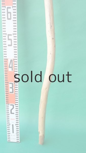 画像5: 棒流木 (5)