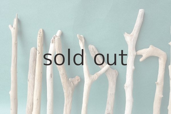 画像7: 小枝流木セット (7)