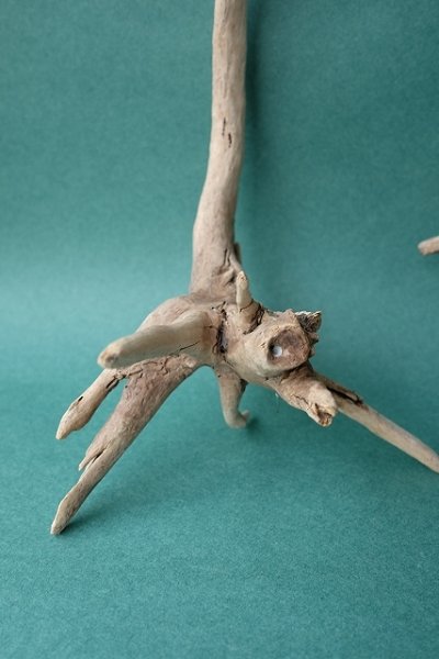 画像2: 流木根セット (2)