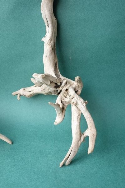 画像4: 流木根セット (4)