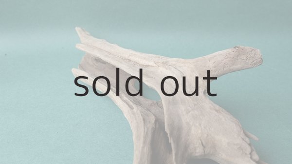 画像8: 流木根 (8)