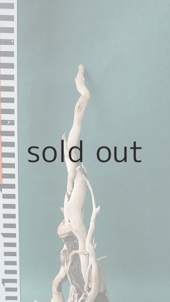 画像3: 流木根 (3)