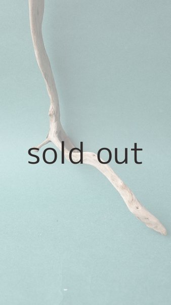 画像2: 流木根 (2)