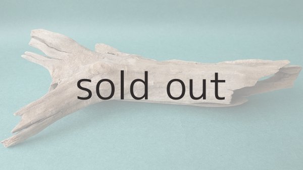 画像5: 流木根 (5)