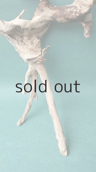 画像2: 流木根 (2)