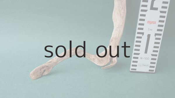 画像5: 流木根 (5)