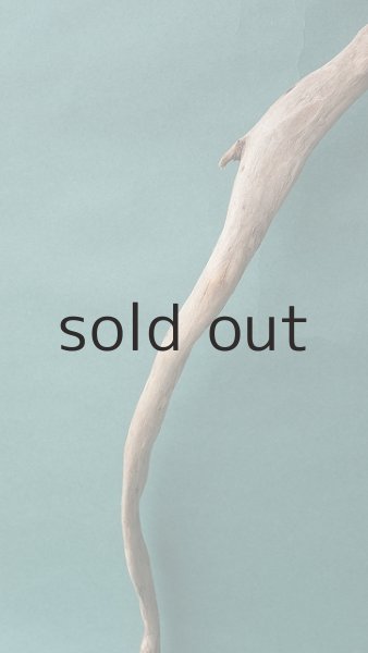 画像3: 流木根 (3)