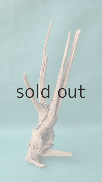 画像4: 流木根 (4)