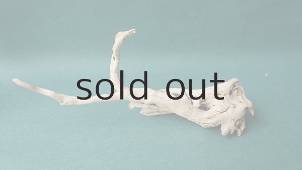 画像5: 流木根 (5)