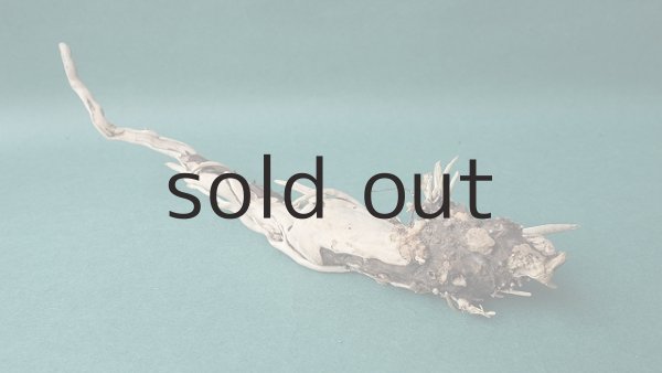 画像5: 流木根 (5)