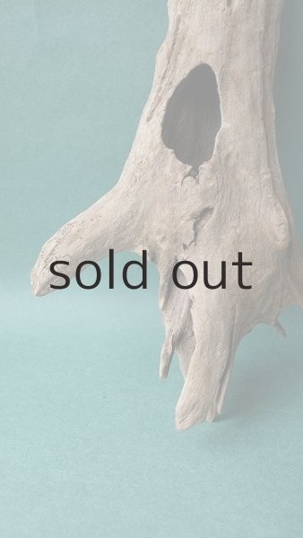 画像2: 流木根 (2)