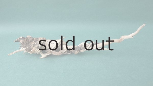 画像4: 流木根 (4)