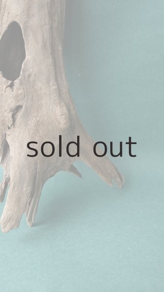 画像3: 流木根 (3)