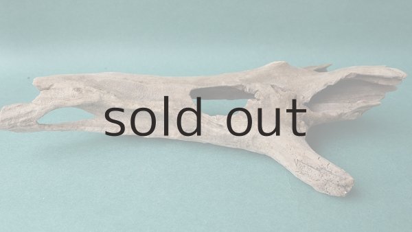 画像6: 流木根 (6)