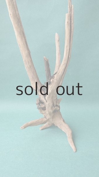 画像2: 流木根 (2)