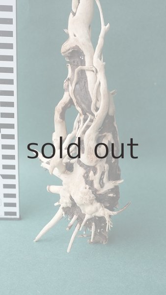 画像2: 流木根 (2)