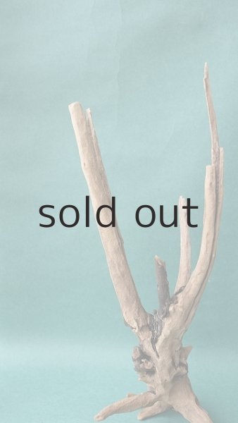 画像3: 流木根 (3)