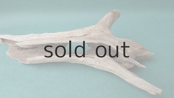 画像7: 流木根 (7)