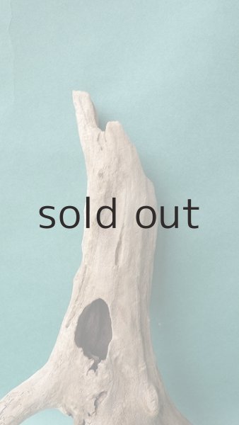 画像4: 流木根 (4)