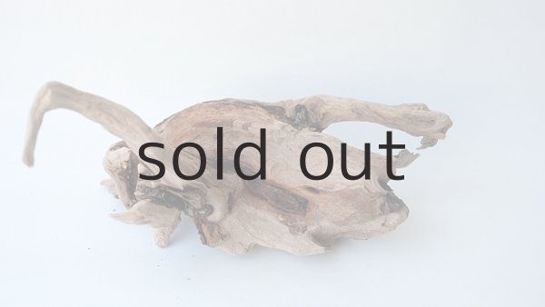 画像5: 変形流木 (5)