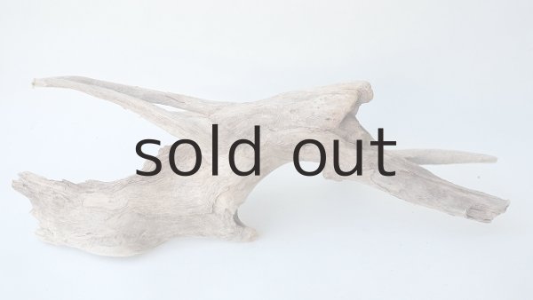 画像4: 変形流木 (4)