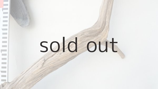 画像7: 変形流木 (7)