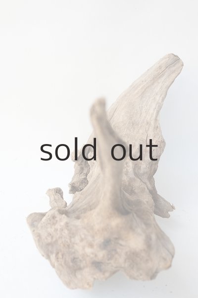 画像5: 変形流木 (5)